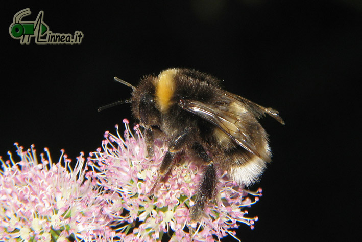 Bombus cfr terrestris